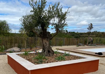Aménagement extérieur avec muret, massif olivier et terrasse gravillon dans l'Hérault